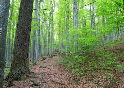 Waldwanderung im Nationalpark Bayerischer Wald